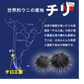 おうちでお寿司屋さん気分！チリ産 ウニ 100g×3