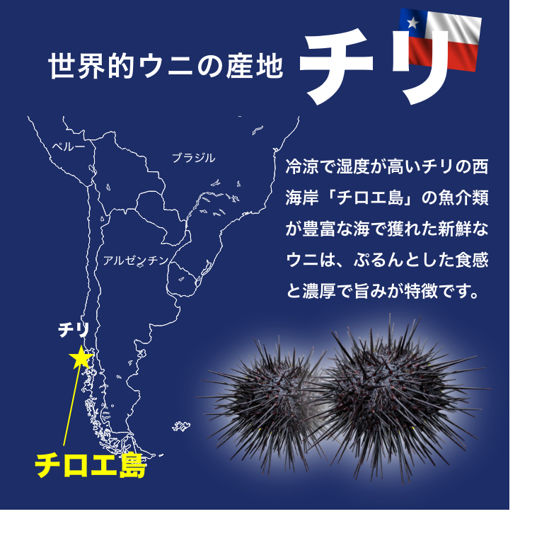 おうちでお寿司屋さん気分！チリ産 ウニ 100g×3